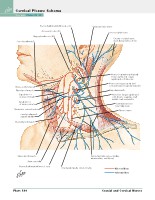 Frank H. Netter, MD - Atlas of Human Anatomy (6th ed ) 2014, page 147